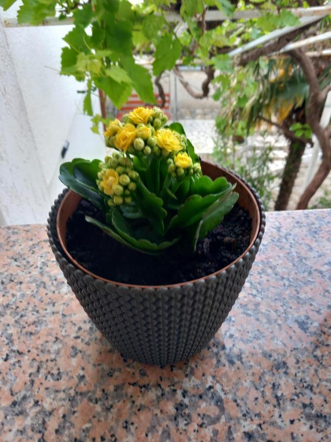 Apartment Ivana セニ エクステリア 写真